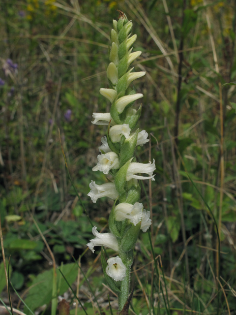 Spiranthes ochroleuca (Yellow nodding ladies'-tresses) #40379