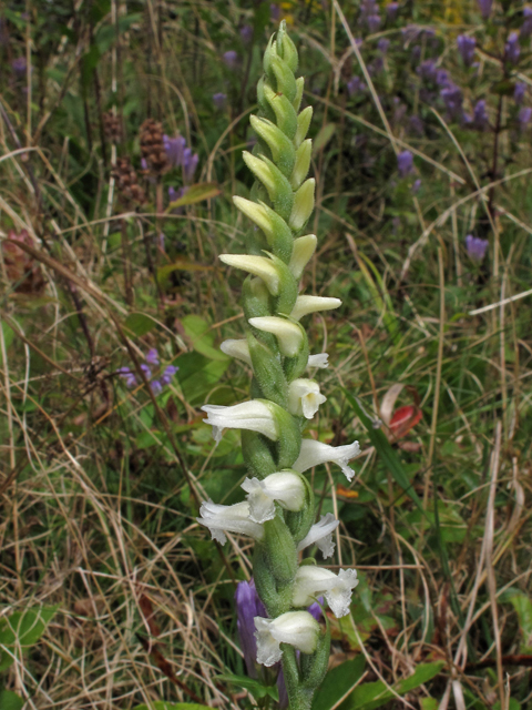 Spiranthes ochroleuca (Yellow nodding ladies'-tresses) #40380