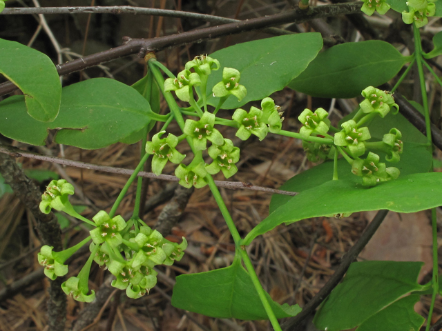 Nestronia umbellula (Indian-olive) #40699