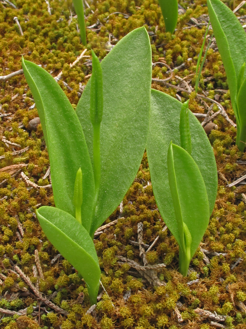 Ophioglossum engelmannii (Limestone adder's-tongue) #40702