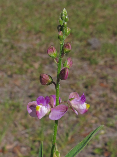 Polygala grandiflora (Showy milkwort) #40722