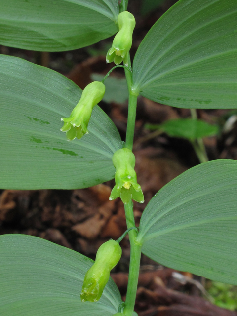 Polygonatum pubescens (Hairy solomon's seal) #40724