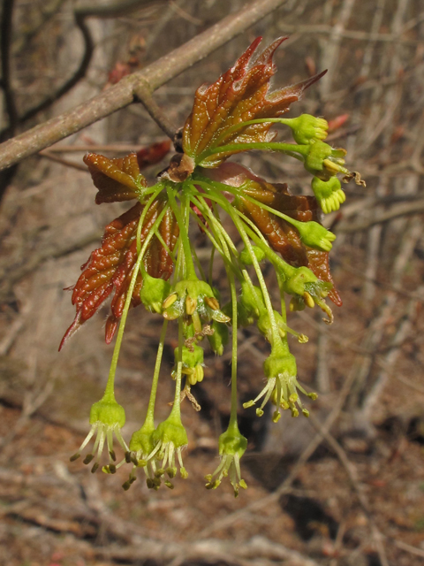 Acer leucoderme (Chalk maple) #40747