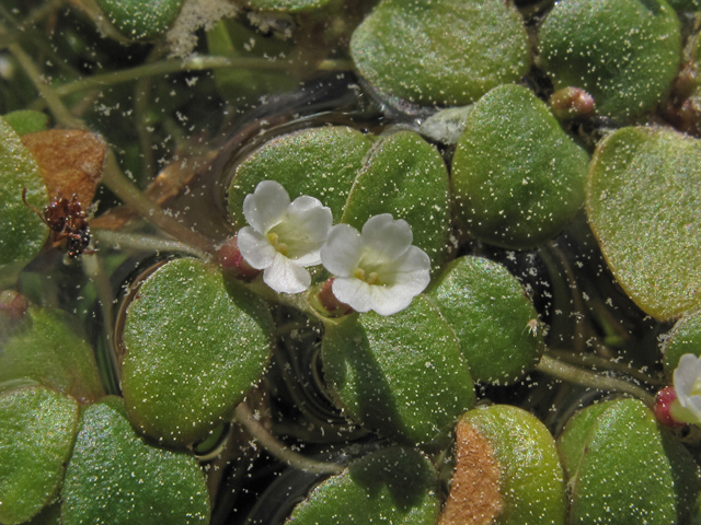 Amphianthus pusillus (Pool sprite) #40751