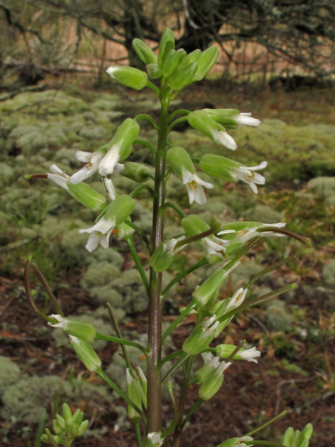 Arabis missouriensis (Green rockcress) #40755