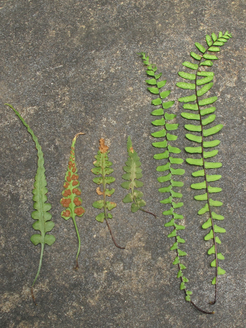 Asplenium kentuckiense (Kentucky spleenwort) #40759