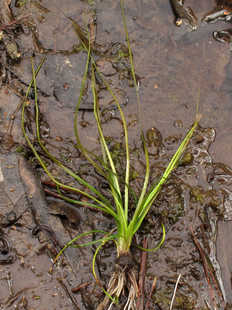 Isoetes georgiana (Georgia quillwort) #40807