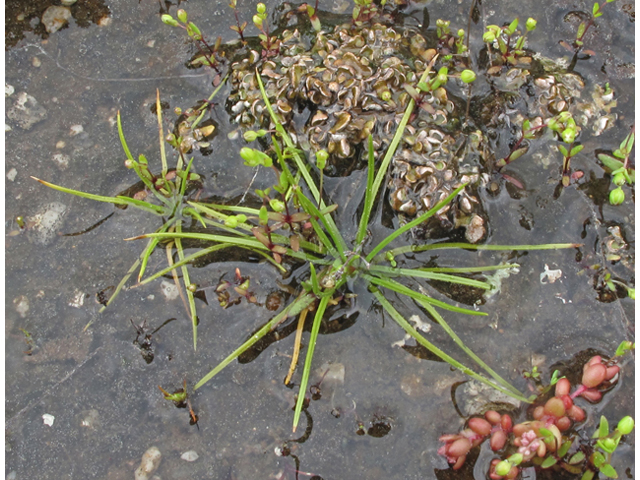 Isoetes piedmontana (Piedmont quillwort) #40808