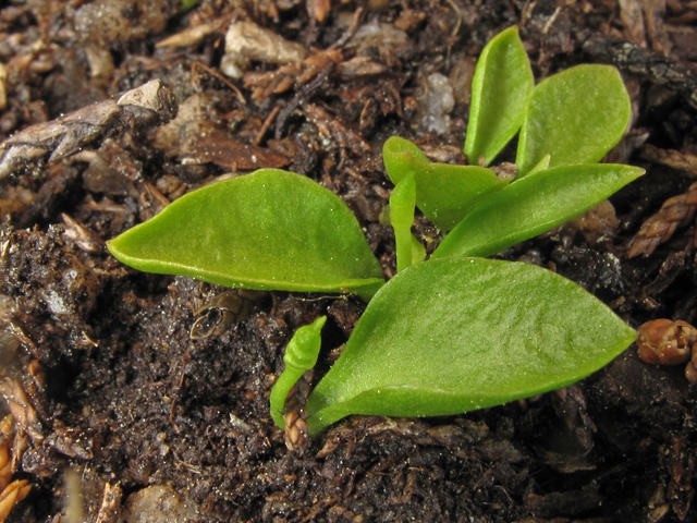 Ophioglossum nudicaule (Least adder's-tongue) #40835