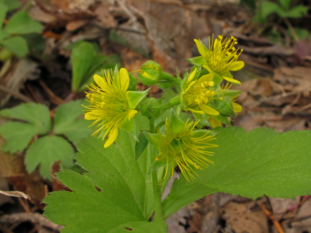 Waldsteinia lobata (Piedmont barren strawberry) #40889