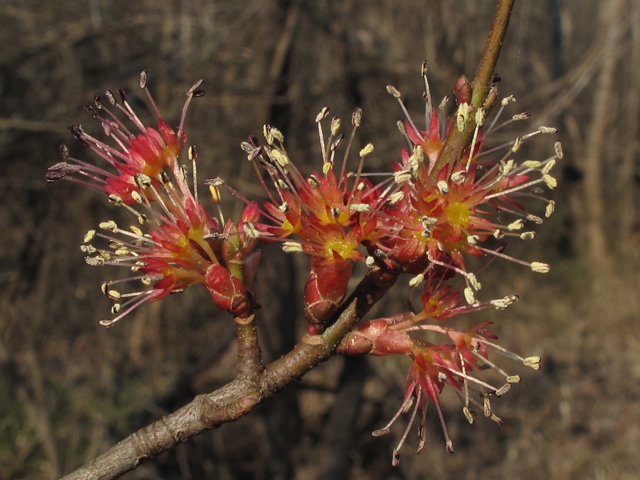 Acer rubrum (Red maple) #41451