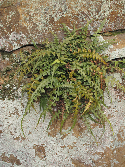 Asplenium trudellii (Trudell's spleenwort) #41454