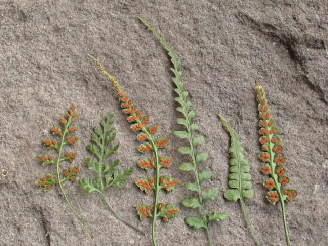 Asplenium trudellii (Trudell's spleenwort) #41455