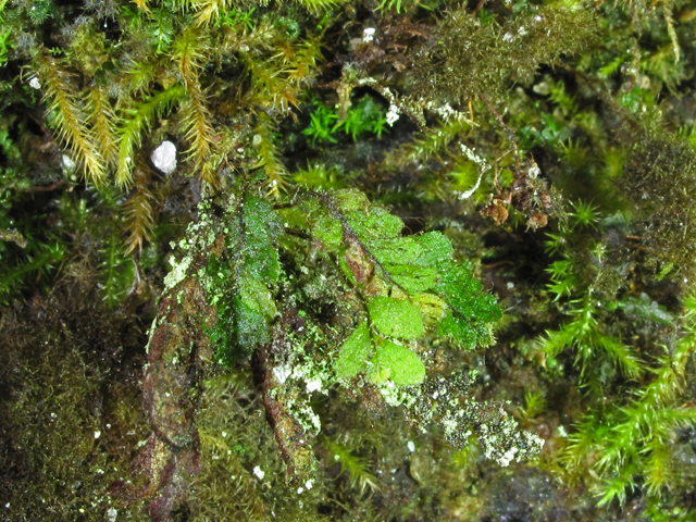 Grammitis nimbata (West indian dwarf polypody) #41471