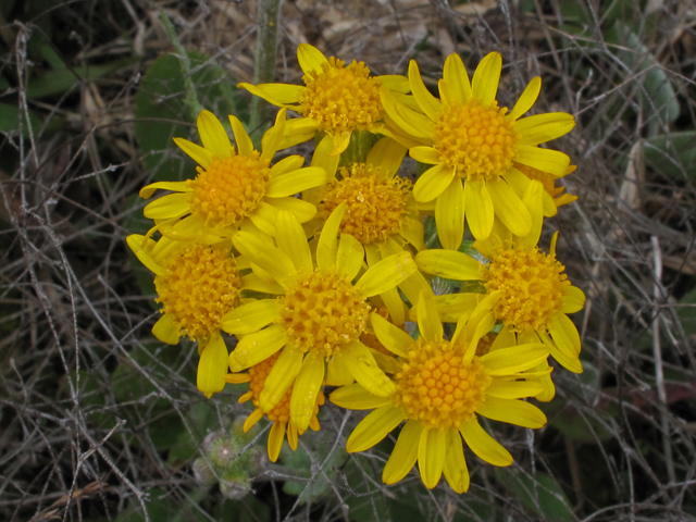 Packera tomentosa (Woolly ragwort) #41496