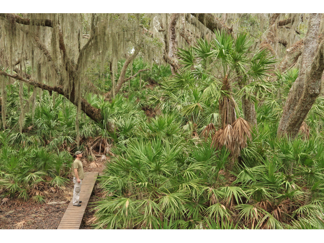 Serenoa repens (Saw palmetto) #41531