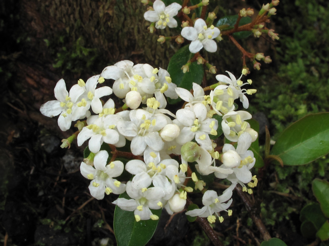 Viburnum obovatum (Small-leaf arrowwood) #41548