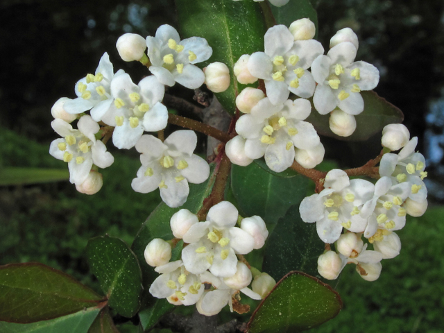 Viburnum obovatum (Small-leaf arrowwood) #41549