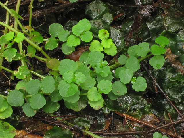 Chrysosplenium americanum (American golden saxifrage) #41870