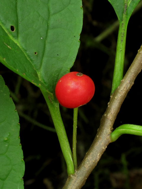 Ilex collina (Longstalk holly) #41893