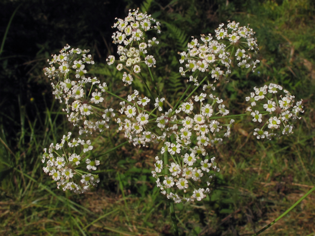 Oxypolis rigidior (Stiff cowbane) #41912