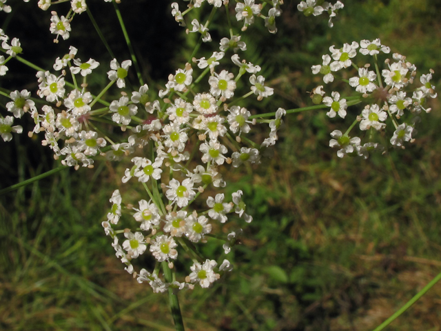 Oxypolis rigidior (Stiff cowbane) #41913