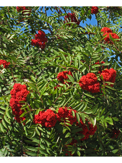 Sorbus americana (American mountain ash) #41935