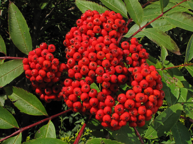 Sorbus americana (American mountain ash) #41936