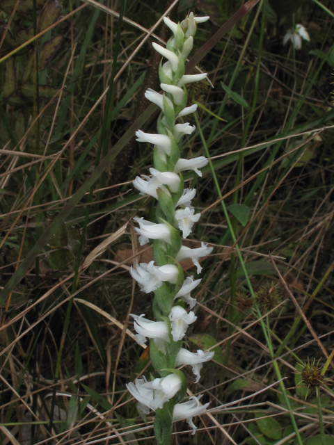 Spiranthes cernua (Nodding ladies'-tresses) #41938