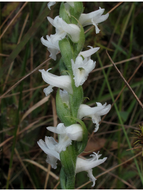 Spiranthes cernua (Nodding ladies'-tresses) #41939