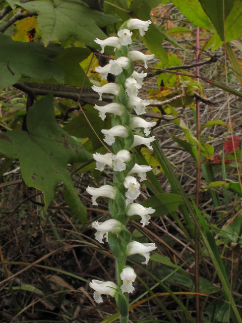 Spiranthes cernua (Nodding ladies'-tresses) #41940