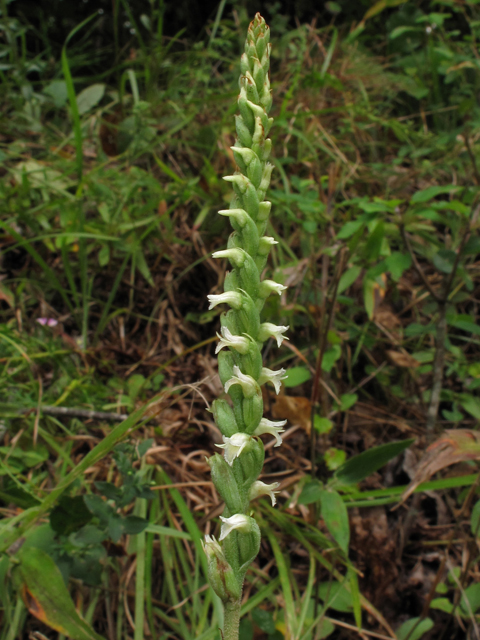 Spiranthes ovalis var. erostellata (October ladies'-tresses) #41942