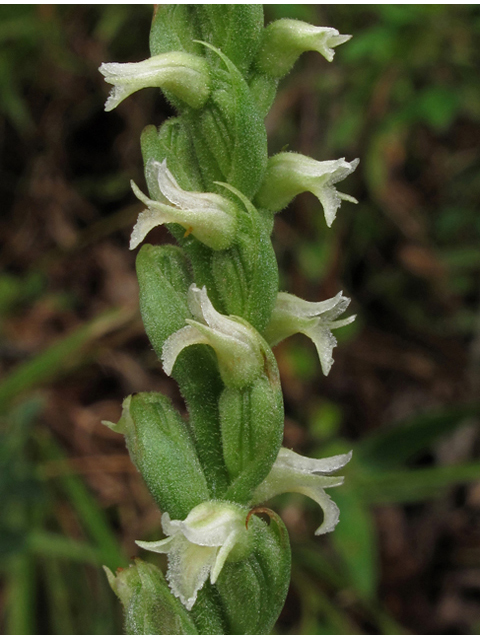 Spiranthes ovalis var. erostellata (October ladies'-tresses) #41943