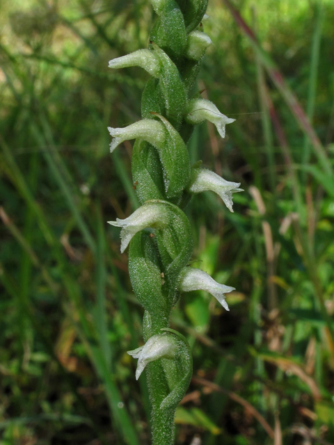 Spiranthes ovalis var. erostellata (October ladies'-tresses) #41945