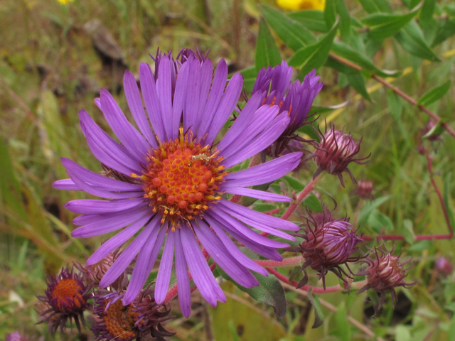 Symphyotrichum novae-angliae (New england aster) #41947