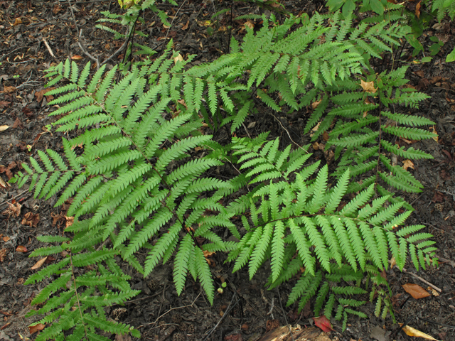 Woodwardia virginica (Virginia chainfern) #41951