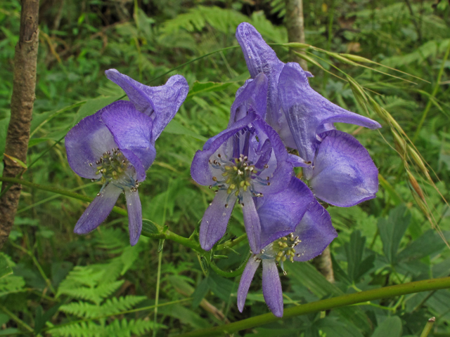 Aconitum uncinatum (Southern blue monkshood) #41952