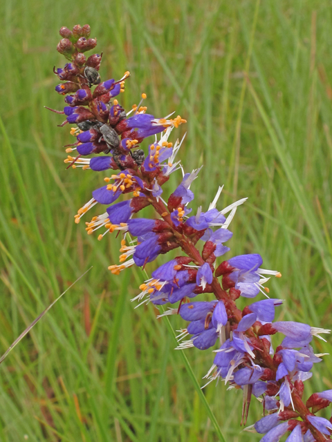 Amorpha georgiana var. confusa (Georgia false indigo) #41953