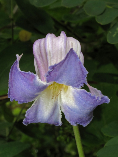 Clematis crispa (Swamp leatherflower) #41961