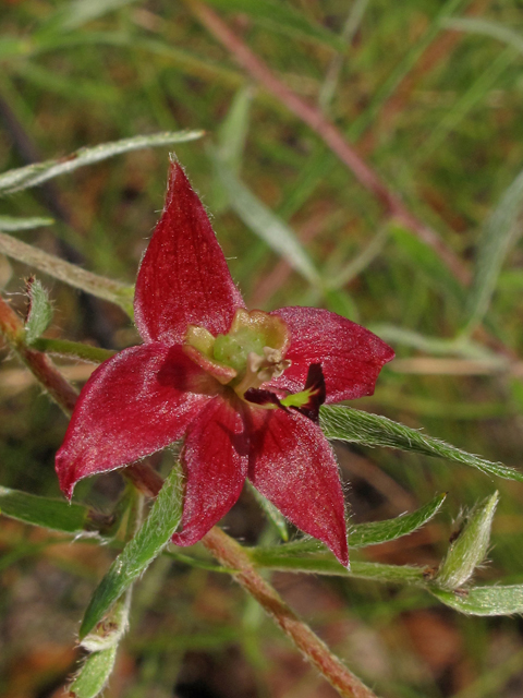 Krameria lanceolata (Trailing krameria) #41987