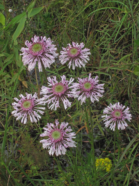 Marshallia graminifolia (Grassleaf barbara's buttons) #41994