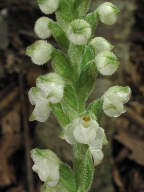 Goodyera pubescens (Downy rattlesnake plantain) #42216