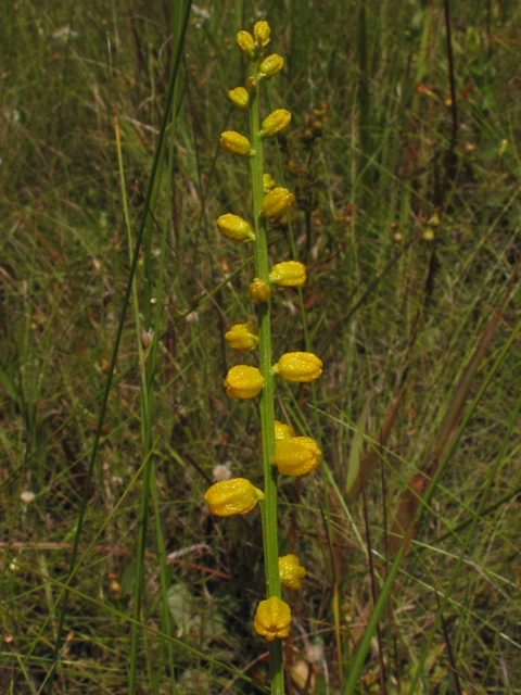 Aletris aurea (Golden colicroot) #42297