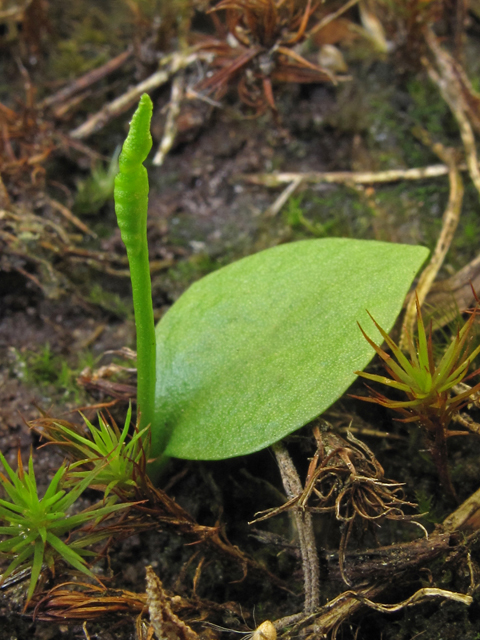 Ophioglossum nudicaule (Least adder's-tongue) #42308