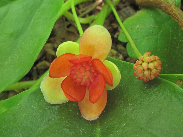 Schisandra glabra (Bay starvine) #42320