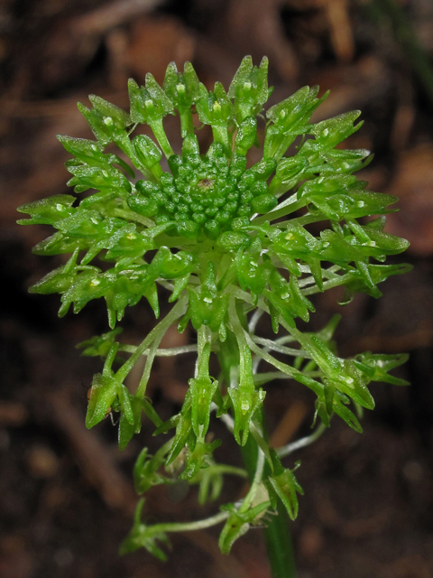 Malaxis unifolia (Green adder's-mouth orchid) #42344