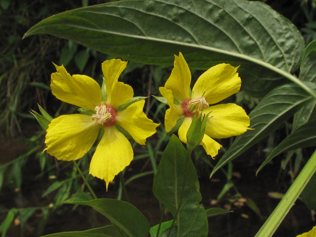 Lysimachia ciliata (Fringed loosestrife) #42354