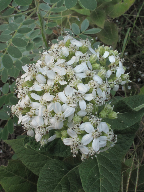 Verbesina virginica var. virginica (Frostweed) #42552