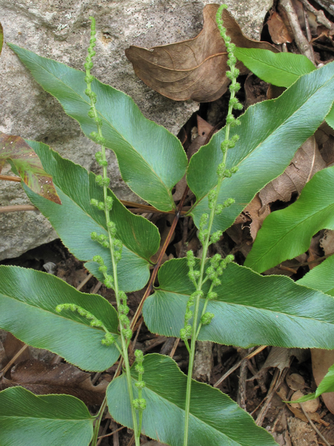 Anemia mexicana (Mexican fern) #42569