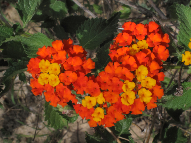 Lantana urticoides (Texas lantana) #42573